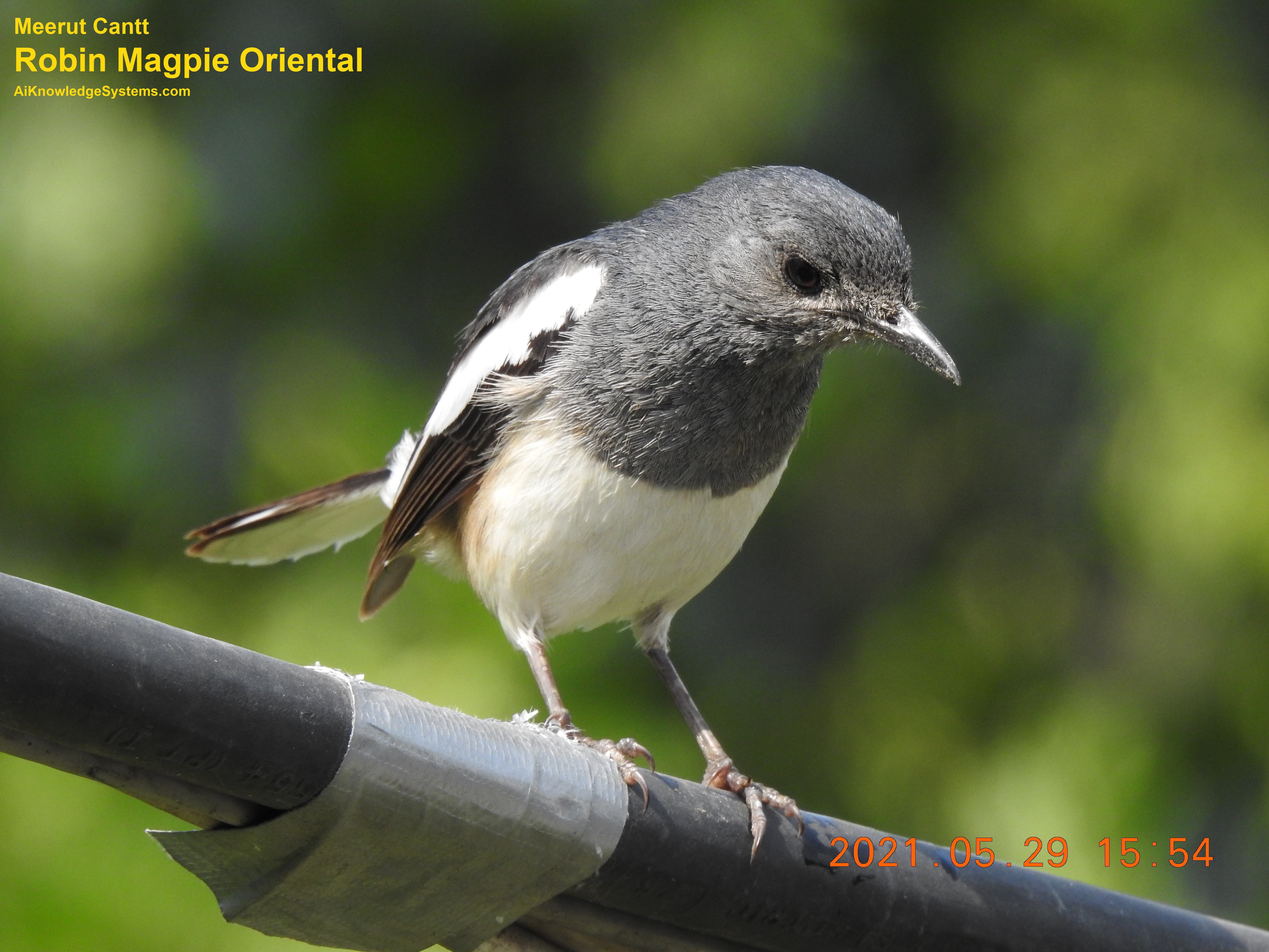 Magpie Robin (53) Coming Soon